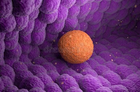 Human Ovum Egg Move In Fallopian Tube Isometric View 3d Illustration
