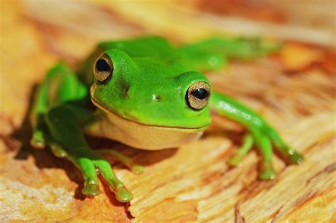 Download Green Frog Royalty Free Stock Photo And Image