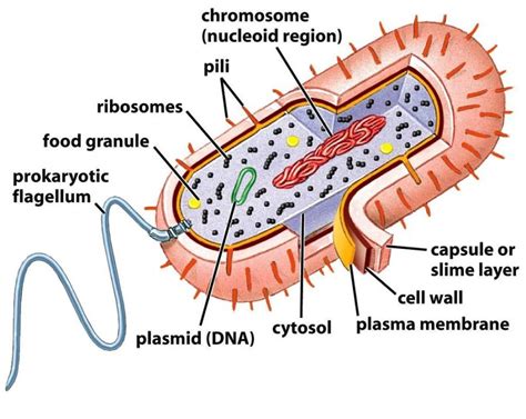 Bacterial Cell Diagrams Diagrams