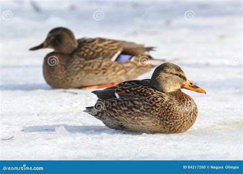 Mallard Duck In Winter Stock Photo Image Of Partners 84217260