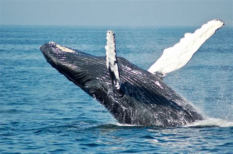 Types Behavior And Characteristics Of Whales Meet The Largest Animal