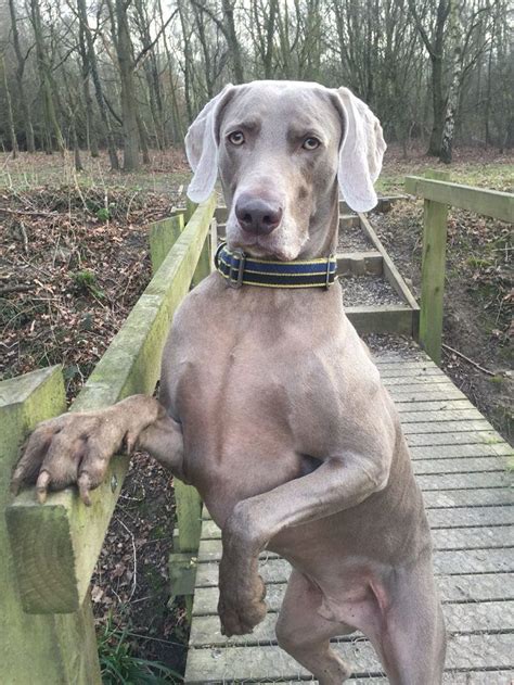 Seriously Why Is Everyone So Obsessed With These Creatures We Think Weimaraners Are Atrocious