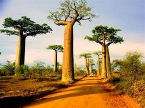 8 Facts About Baobab Trees Fact File