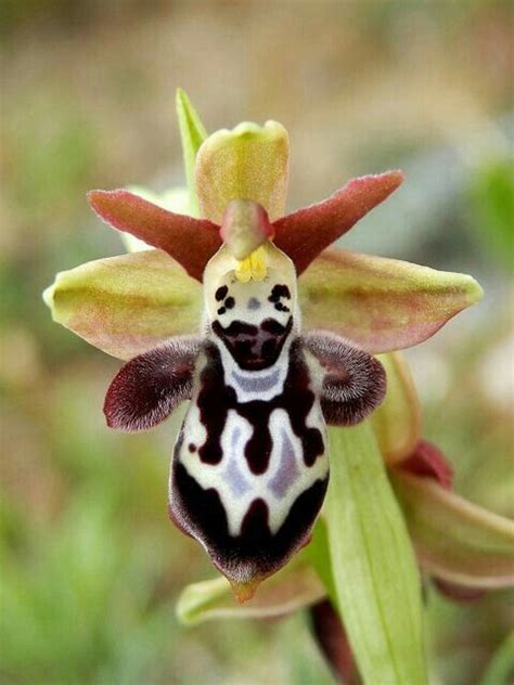 Orchid Caladenia Procera Rare Ile Ilgili Görsel Sonucu Unusual