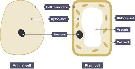 Ks3 Biology Cells To Systems Revision 3 Plant Cell Plant And