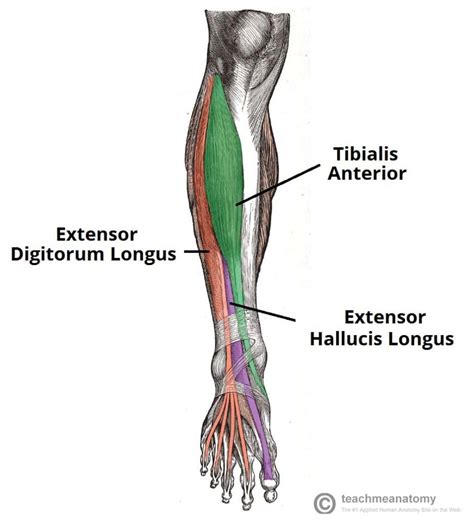 Muscles Of The Anterior Leg Attachments Actions Teachmeanatomy