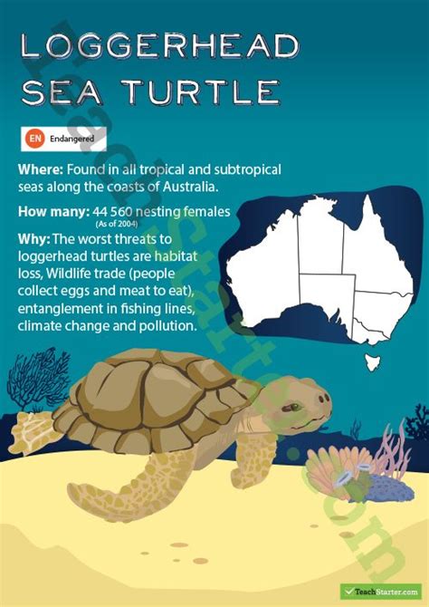 Australian Animals Resource Pack Teaching Resource - Teach ...