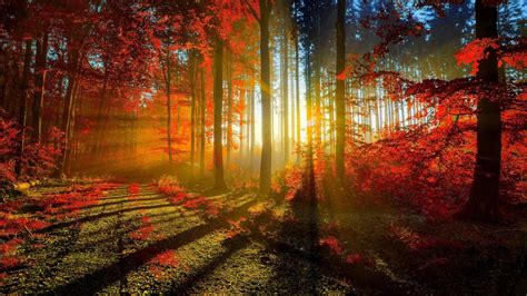 Autumn Red Forest Wallpapers Hd Wallpapers Id 16390
