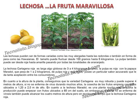 Todos Los Manuales Que Necesitas Manual Cultivo Siembra De Lechosa Lechoza