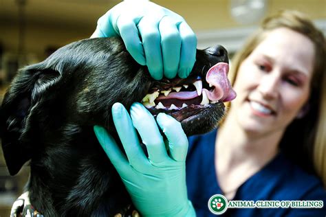 Puppy Canine Teeth Removal Julienne Swan