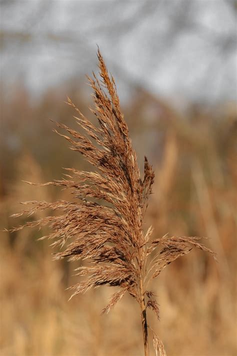 Reed Dried Out Grasses Free Photo On Pixabay Pixabay