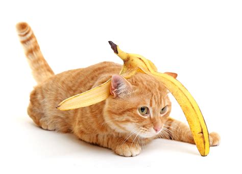 Can Cats Eat Bananas Are Bananas Good For Cats Cooper Pet Care