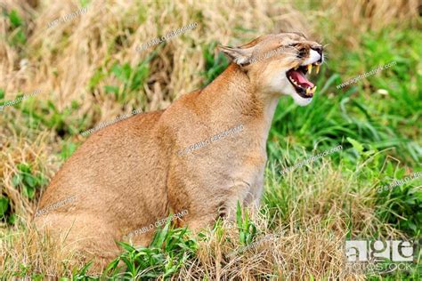 Cougar Puma Mountain Lion Puma Concolor Adult Male Patagonia