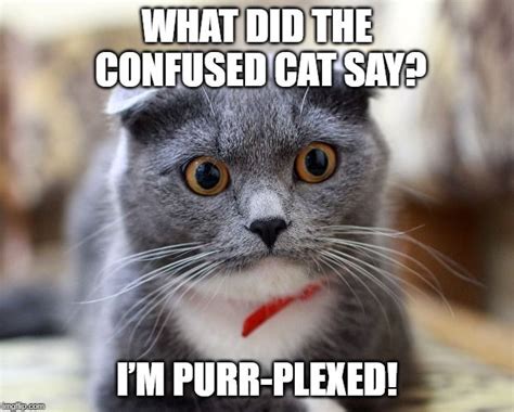 Confused Cat Meme Funny Animal Jokes Cat Quotes Funny Cat And Dog Memes