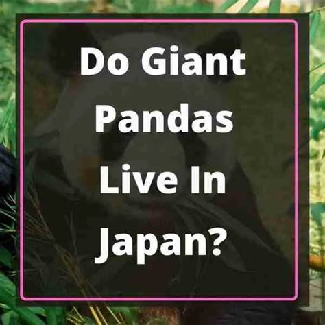 Do Giant Pandas Live In Japan Yes Heres Why