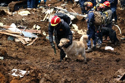 Dog Dies Of Exhaustion After Rescuing People From Earthquake Rubble In