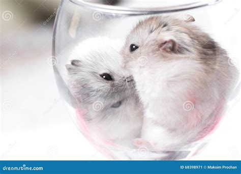 Tiny Jungar Hamsters Together In A Glass Stock Image Image Of Table