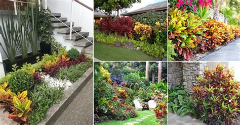 25 Stunning Landscaping With Croton Pictures
