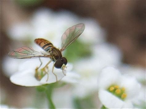 Helping Gardeners Grow Syrphid Flies On Sweet Alyssum