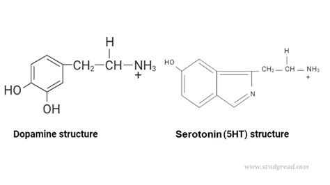 12 Differences Between Dopamine And Serotonin In Human Body