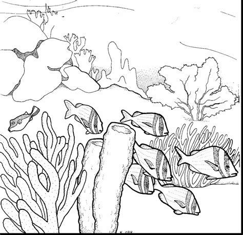 Ecosystem Drawing At Getdrawings Free Download