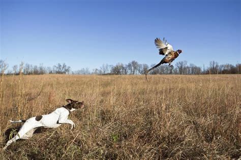 Top 10 What Is The Best Duck Hunting Dog You Need To Know