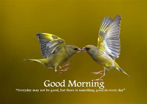Best Good Morning Birds Images For You To Share Good Morning Images