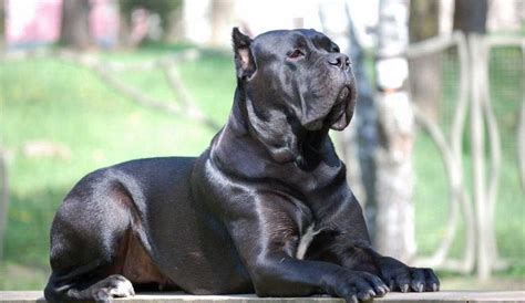 27 All About Cane Corso Dog Breed Pic Bleumoonproductions