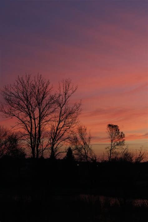 Bare Trees During Sunset · Free Stock Photo
