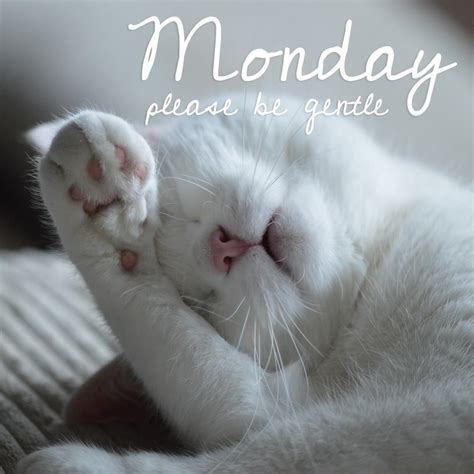 Dear Monday Handle With Careit Was A Rough Weekend Cats Monday