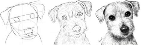 Realistic Easy Beginner Dog Drawing Goimages Base
