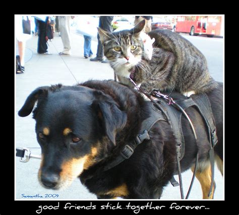 Good Friends Stick Together Foreverthe Dog The Cat An Flickr