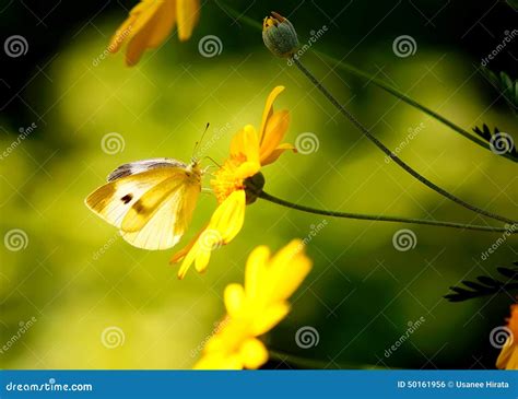 Butterfly On Yellow Flower Stock Photo Image Of Desktops 50161956