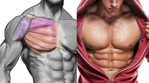 How To Get Pecs Quickly Top Chest Muscle Building Exercises ~