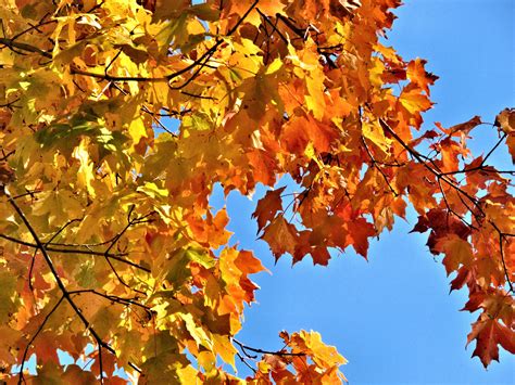 Free Images Branch Sunlight Orange Autumn Yellow Season Maple