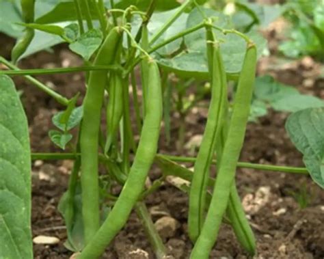 Top 10 Easy Vegetables To Grow For First Timer Gardeners Plant