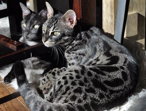 Bengal Silver Charcoal Chat Get Images