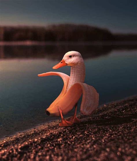 Surreal Photo Mash Ups Blend Animals With Unexpected Objects