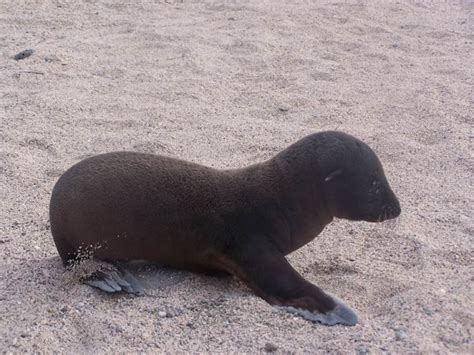 Baby Sea Lion So Cute Galapagos Islands Pinterest