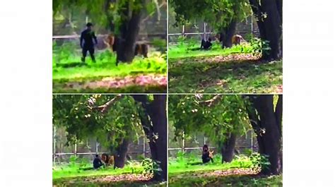 Delhi Man Jumps Inside Lion Enclosure In Zoo Escapes