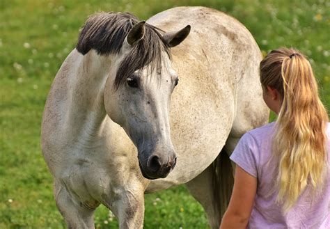 Girl Love For Animals Horse · Free Photo On Pixabay