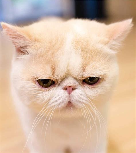 Exotic Shorthair Lifespan And Health Problems