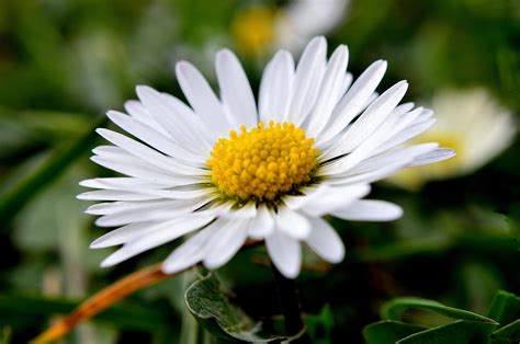 Daisy Free Stock Photo Public Domain Pictures
