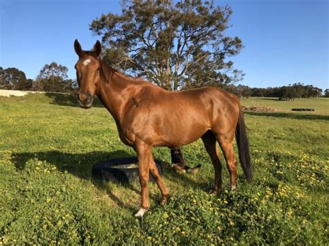 Thoroughbred Horse Horses And Ponies Gumtree Australia Plantagenet