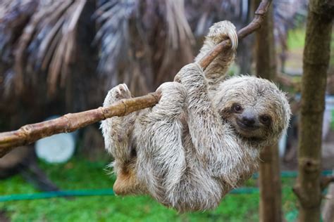 where to see sloths in costa rica best places where to find them