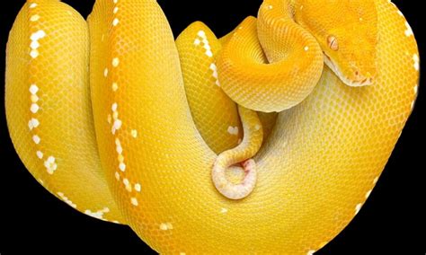 Yellow Python Snake Wallpaper Hd Background