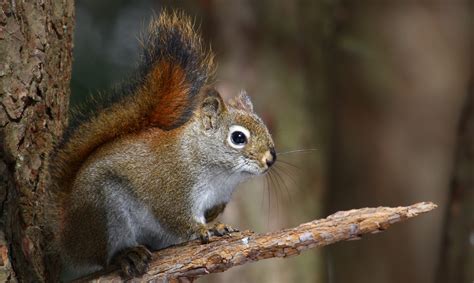 Can Pine Squirrels Change The Evolution Of A Forest Cool Green Science