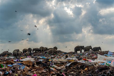Sombre Photo Of Elephants On Giant Rubbish Dump Wins Rsb Photography