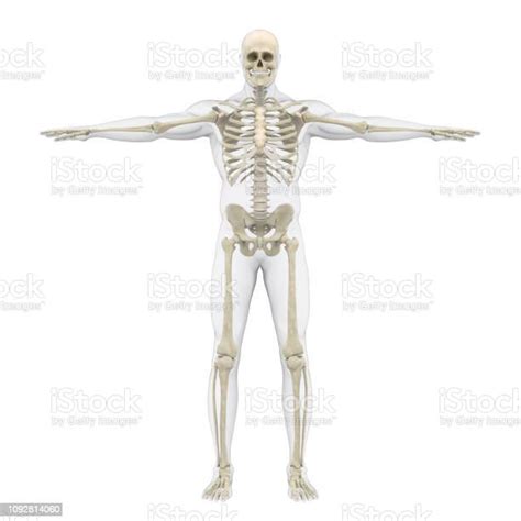 Human Skeletal System Illustration Stock Photo Download Image Now