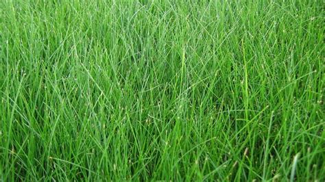 Grass Identification Guide Do You Know Your Grass Type Lawnstar In